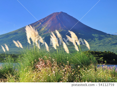 Oishi Park-777000的風景 54112759
