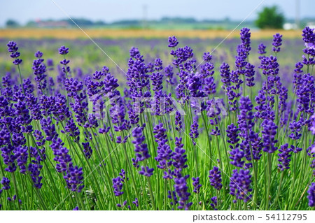 Mikuni lavender farm lavender summer Mikuni lavender farm lavender summer 54112795