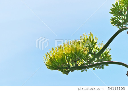 黃綠杜鵑花 黃綠杜鵑花 54113103