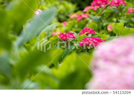 hydrangea   54113204