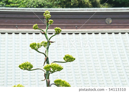 黃綠杜鵑花 黃綠杜鵑花 54113310