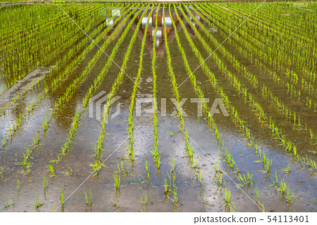 “岐阜縣”白川鄉合掌村，水稻種植季節 54113401