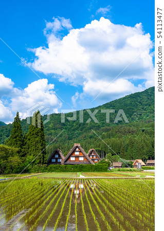 "Gifu prefecture" Shirakawago Gassho village, rice planting season "Gifu prefecture" Shirakawago Gassho village, rice planting season 54113477