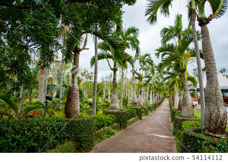 Okinawa Southeast botanical paradise Okinawa Southeast botanical paradise 54114112