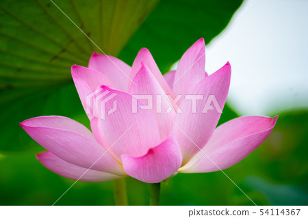 亞洲臺灣臺南白河蓮花Asia, Taiwan, Tainan Lotus 54114367