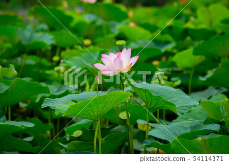 Asia, Taiwan, Tainan White River Lotus Asia, Taiwan, Tainan Lotus Asia, Taiwan, Tainan White River Lotus Asia, Taiwan, Tainan Lotus 54114371