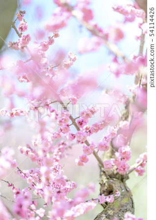 梅花（紅梅） 54114426