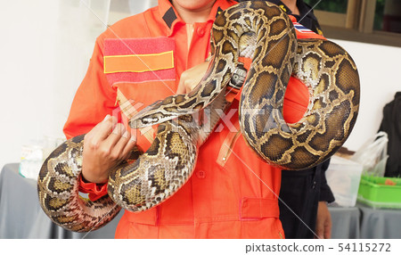 Firefighter or Rescue catch a snake or boa. Firefighter or Rescue catch a snake or boa. 54115272