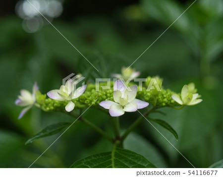 繡球 繡球 54116677