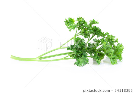 Parsley vegetable isolated on white background Parsley vegetable isolated on white background 54118395