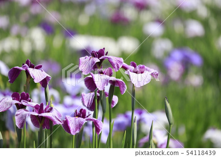 Horikiri Gion五顏六色的花蕾 54118439