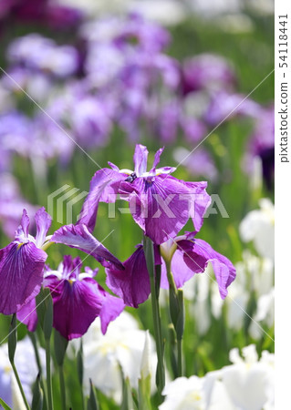 Horikiri Gion五顏六色的花蕾 54118441