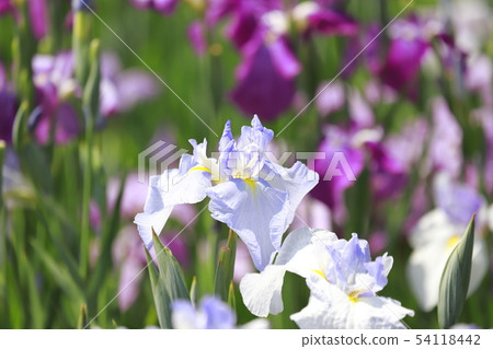 Horikiri Gion五顏六色的花蕾 Horikiri Gion五顏六色的花蕾 54118442