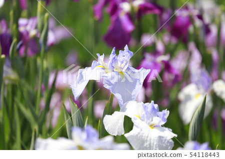 Horikiri Gion五顏六色的花蕾 Horikiri Gion五顏六色的花蕾 54118443