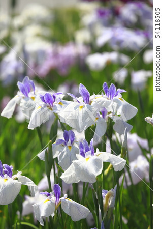 Horikiri Gion五顏六色的花蕾 54118505