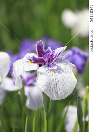 Horikiri Gion colorful flower buds Horikiri Gion colorful flower buds 54118542