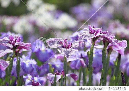 Horikiri Gion colorful flower buds Horikiri Gion colorful flower buds 54118543