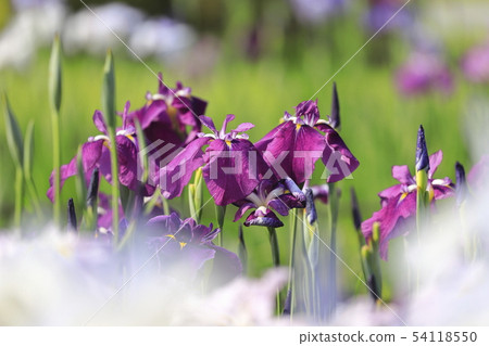 Horikiri Gion五顏六色的花蕾 Horikiri Gion五顏六色的花蕾 54118550