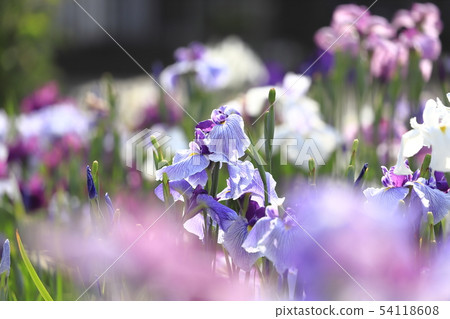 Horikiri Gion五顏六色的花蕾 Horikiri Gion五顏六色的花蕾 54118608
