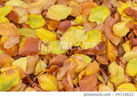 Autumn leaves background Autumn leaves background 54118622