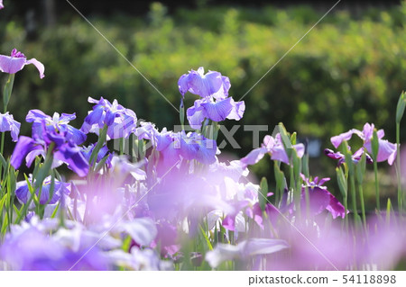 Horikiri Gion五顏六色的花蕾 54118898