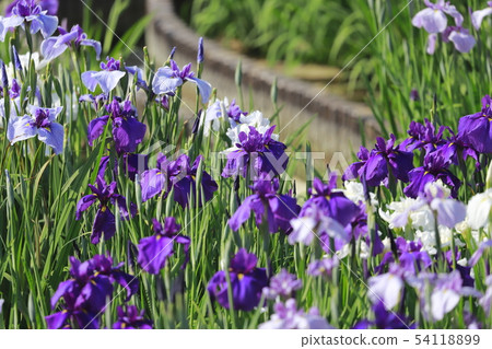 Horikiri Gion五顏六色的花蕾 54118899