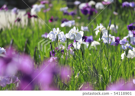 Horikiri Gion五顏六色的花蕾 54118901