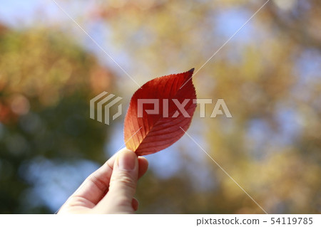 Red leaves Red leaves 54119785