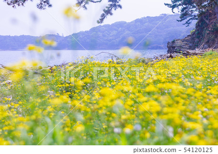 黃山花在Wugayama縣 黃山花在Wugayama縣 54120125