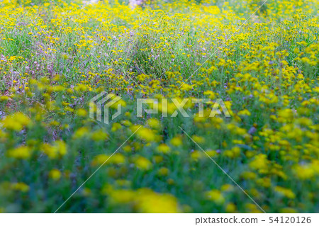 黃山花在Wugayama縣 黃山花在Wugayama縣 54120126