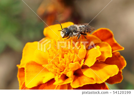 Macro of Caucasian bee Hymenoptera Megachile Macro of Caucasian bee Hymenoptera Megachile 54120199