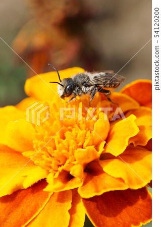 Macro view of Caucasian bee by hymenoptera 54120200