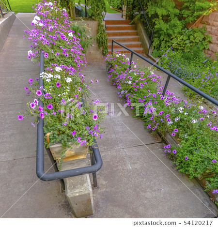 Outdoor stairs and ramp with handrails and flowers Outdoor stairs and ramp with handrails and flowers 54120217