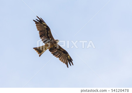 Greater spotted eagle Greater spotted eagle 54120478