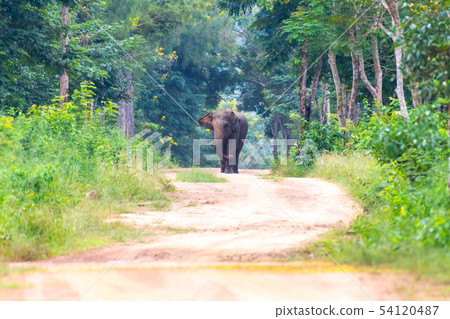 Wild elephant walking on the pathway Wild elephant walking on the pathway 54120487