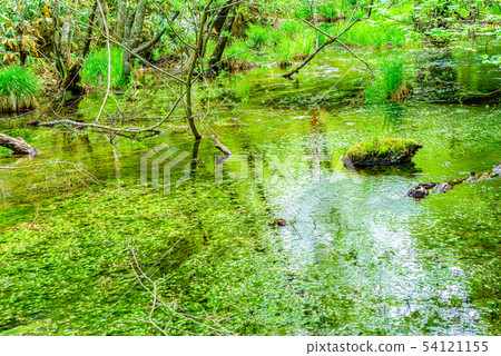 鴨川清流“長野縣上高地” 鴨川清流“長野縣上高地” 54121155