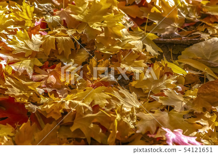 Pile of colored leaves on the ground in autumn Pile of colored leaves on the ground in autumn 54121651