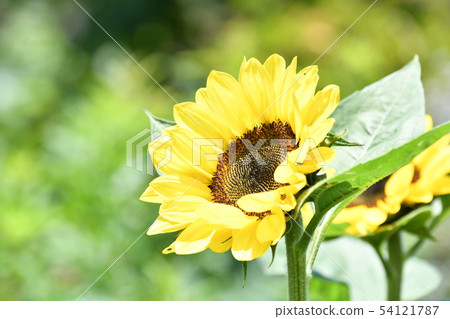  Sunflower flower 54121787