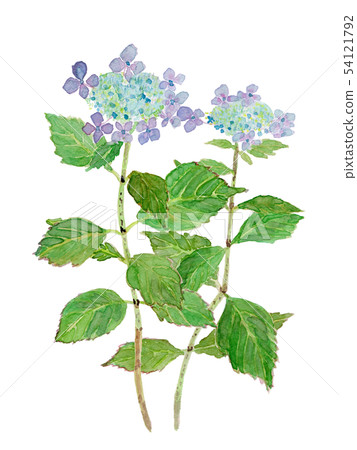 人參繡球花水彩 54121792