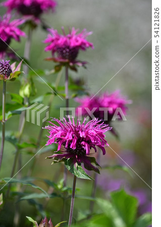 Bergamot Bergamot 54121826