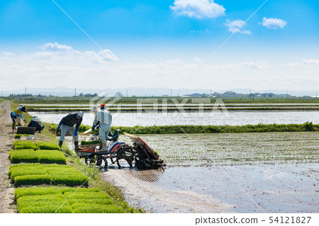 Loading of rice planting work seedlings by rice transplanters Loading of rice planting work seedlings by rice transplanters 54121827