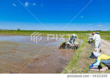 水稻插秧裝載水稻種植苗 水稻插秧裝載水稻種植苗 54121830