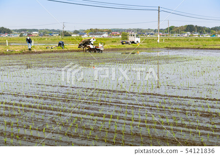 Rice planting work with rice transplanters 54121836
