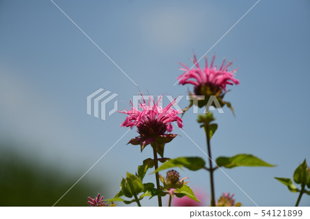 日本松樹 54121899