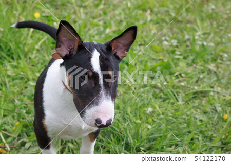 Miniature bull terrier standing on a green meadow. Miniature bull terrier standing on a green meadow. 54122170