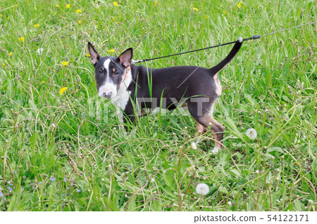 Miniature bull terrier standing on a green meadow. Miniature bull terrier standing on a green meadow. 54122171