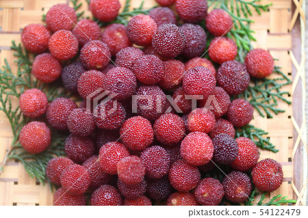 Fruit of bamboo grove 54122479