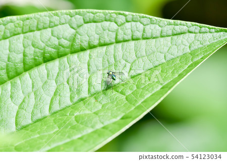 Fellow of Ashina Gabae 54123034