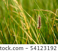 Sorrel caterpillar in grass 54123192