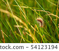 Sorrel caterpillar in grass 54123194